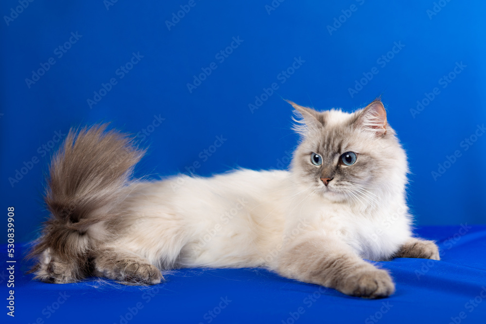 Siberian cat on a blue background