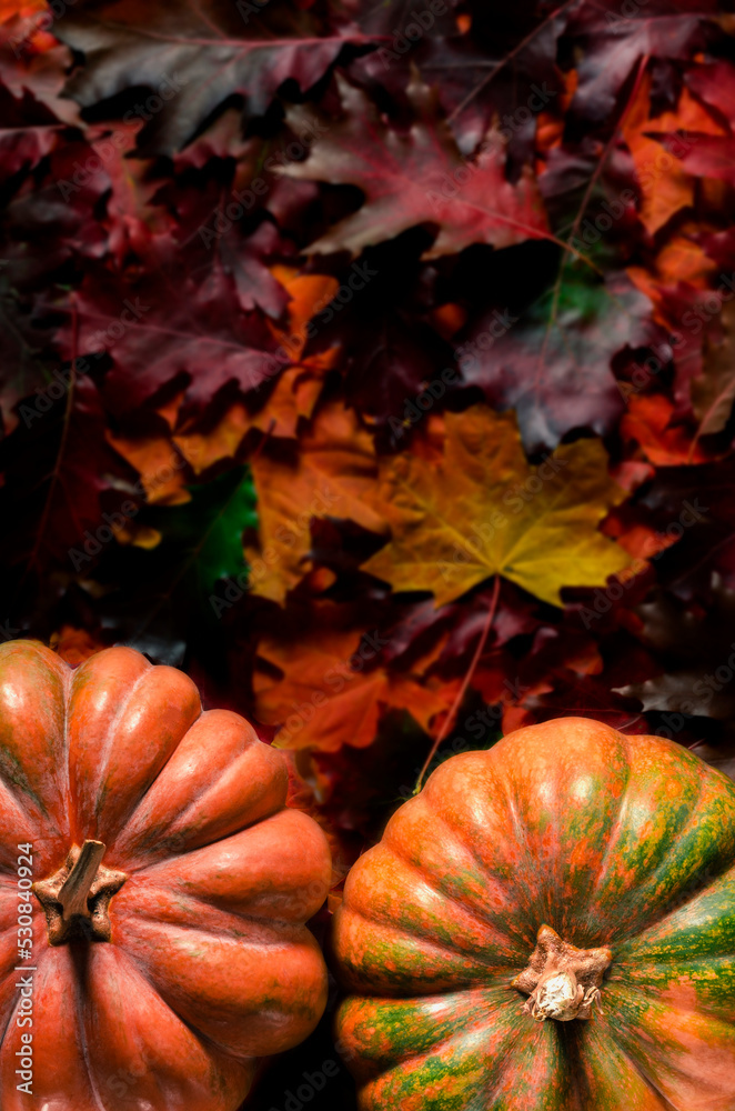 Autumn still life with pumpkins, corncobs and leaves on wooden background