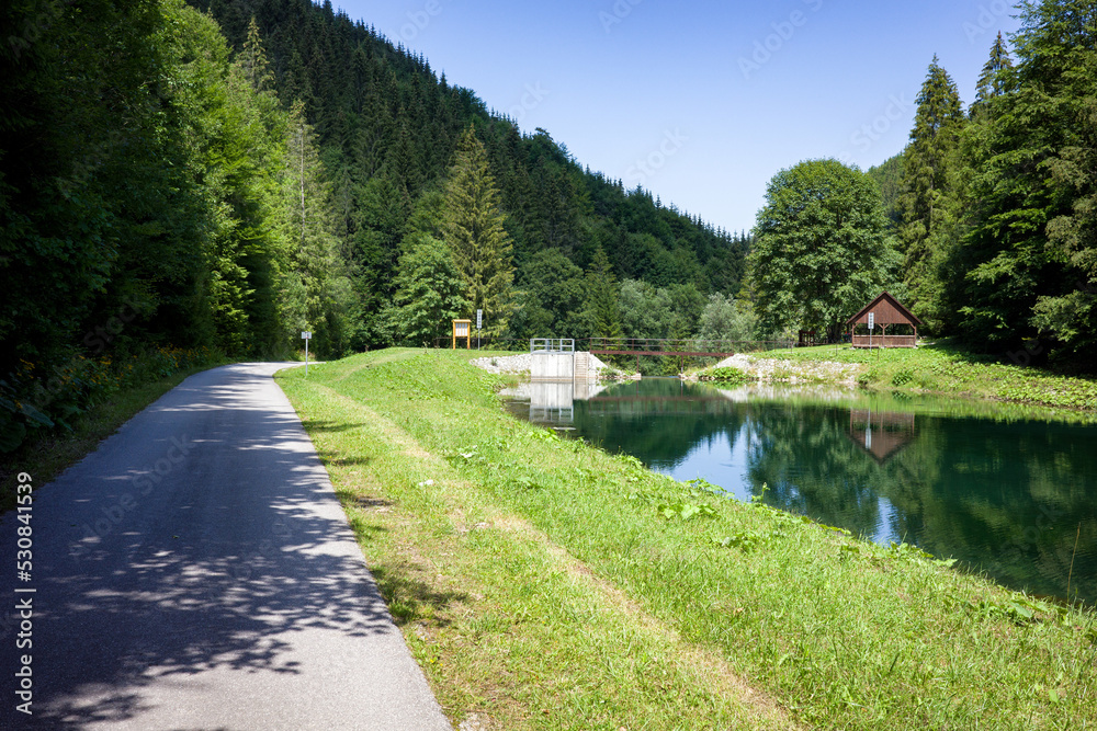 Fototapeta premium Reflection of coniferous trees in reservoir at forest