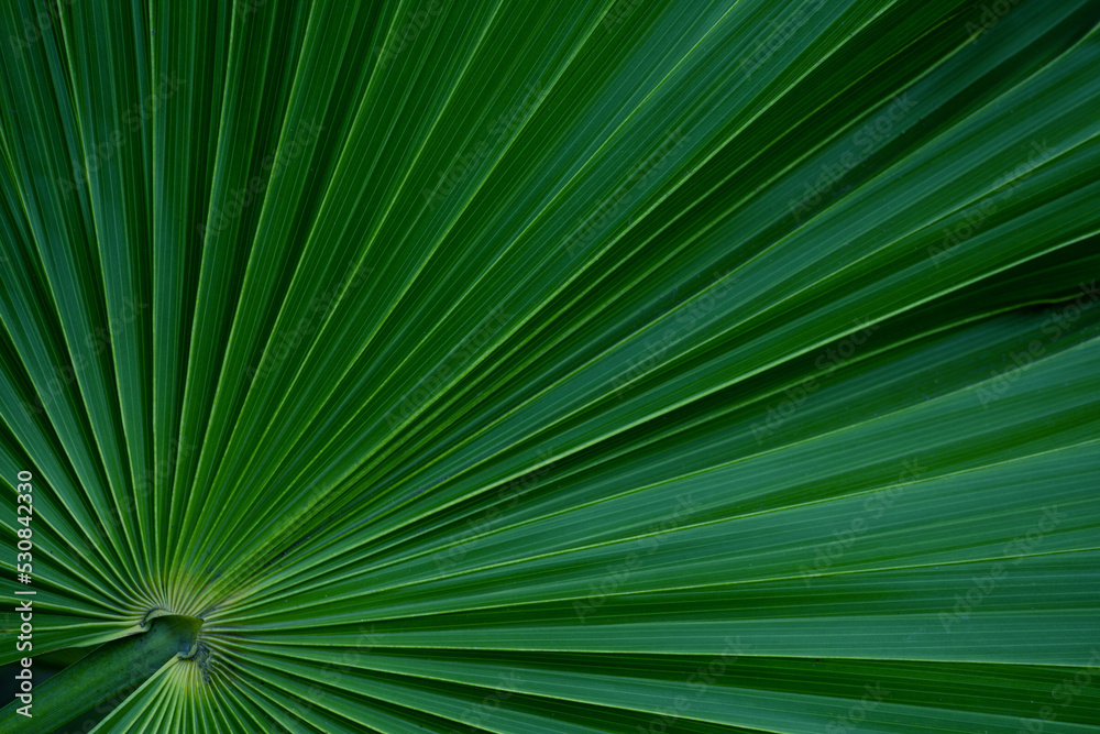 abstract green leaf texture, nature background, tropical leaf