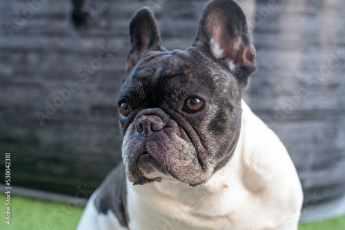 Fototapeta Naklejka Na Ścianę i Meble -  french bulldog portrait