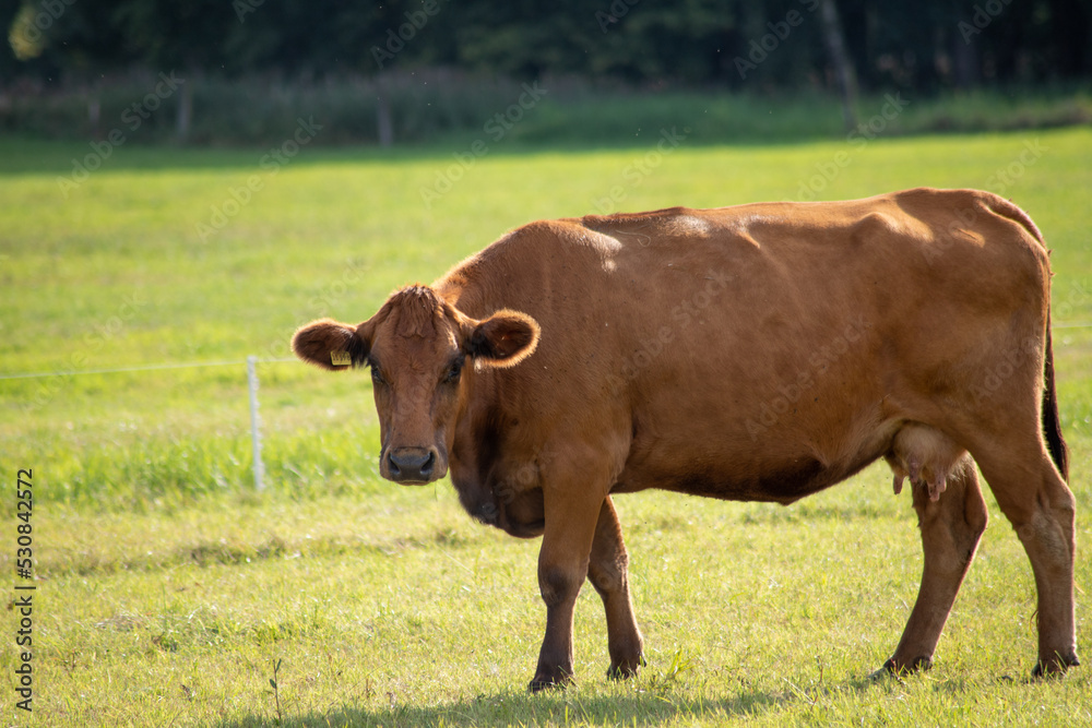 Brown cows on a meadow in September Brown cows on a meadow in September
