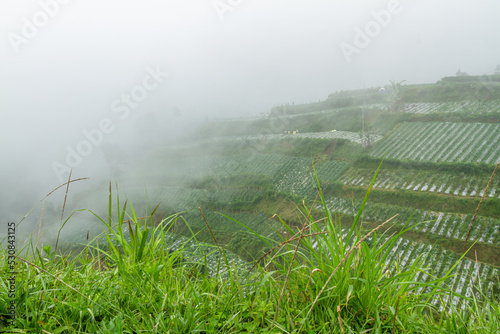 Agricultural area on a steep hillside planted with vegetables and some trees  has a mountain background with thick fog