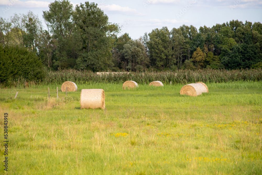 Hay bales on a meadow in September