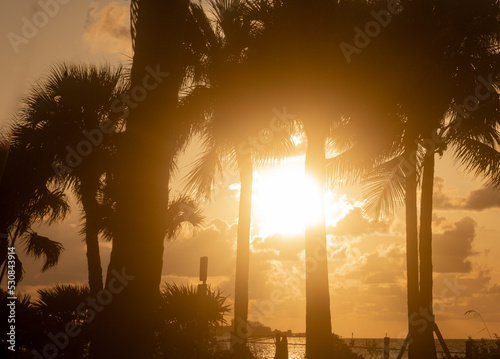 Sunrise with palm tree silhouettes