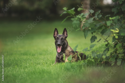 dog Belgian Shepherd Malinois in the park photo
