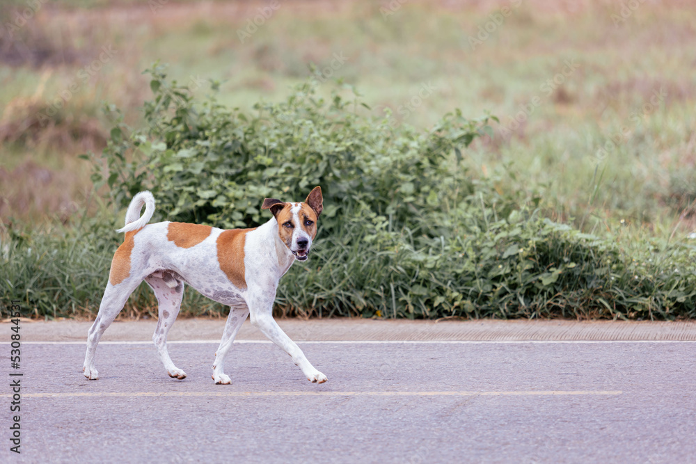 Thai white-brown dog standing on the road