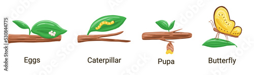 Butterfly life cycle cartoon style. Vector biology illustration