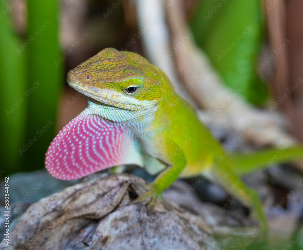 Fototapeta premium Gecko showing red to reproduce