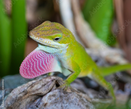Gecko showing red to reproduce