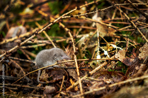 Tiny baby shrew in the forest