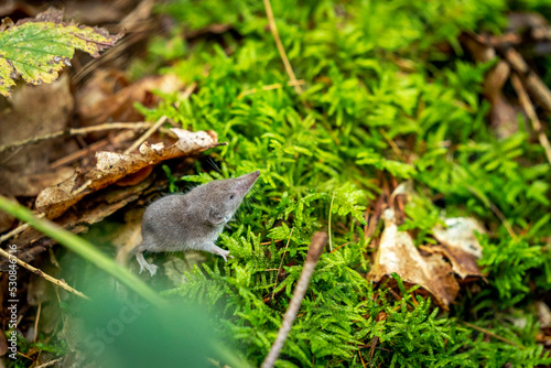 Tiny baby shrew in the forest photo