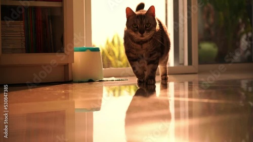 slow motion.The cat in the living room Is walking towards you with interest.concept pets. 
