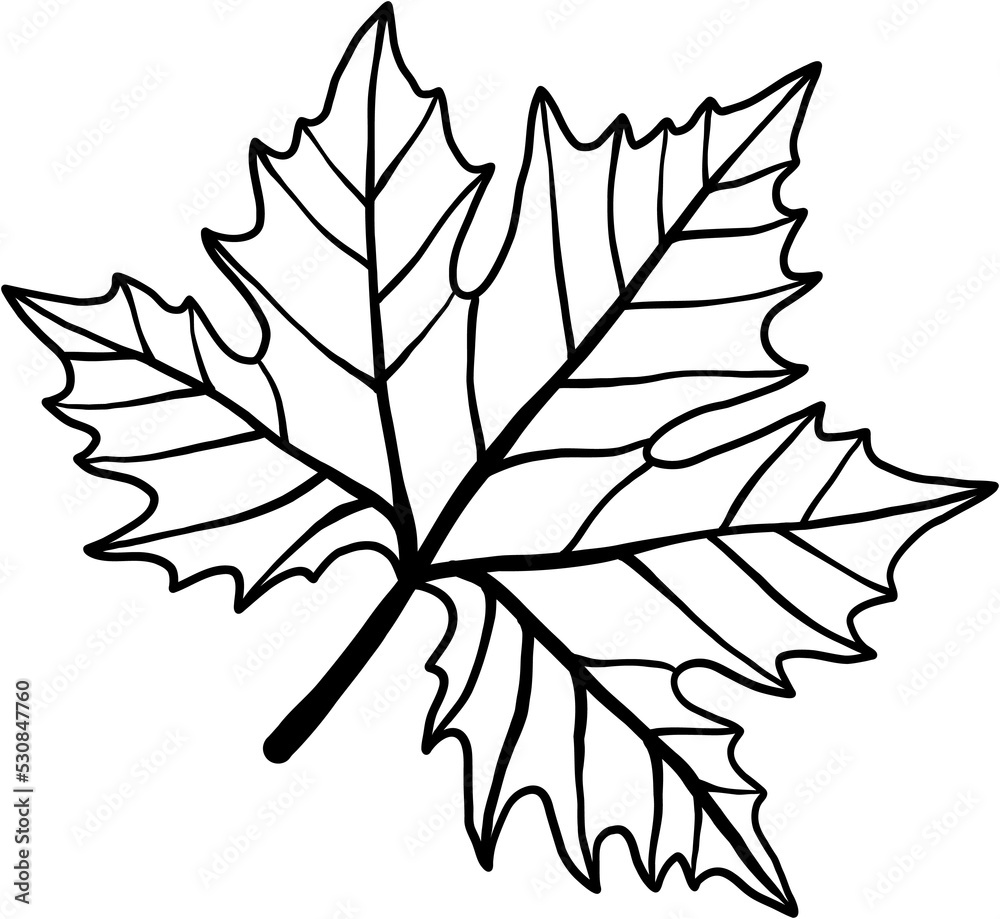 Fototapeta premium simplicity maple leaf freehand drawing flat design.