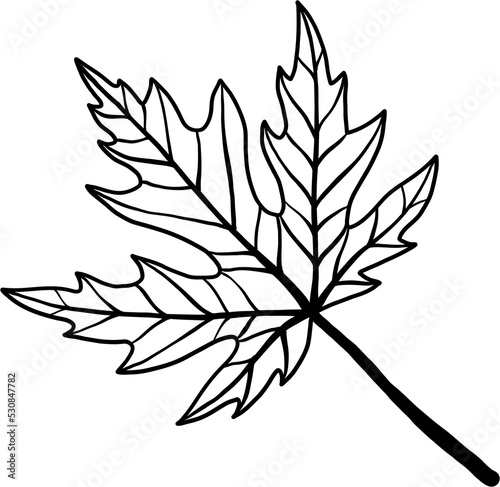 simplicity maple leaf freehand drawing flat design. © tanarch