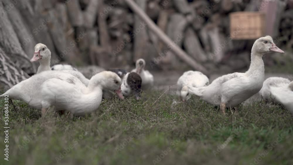 White farm ducks feeding on green grass at local farm