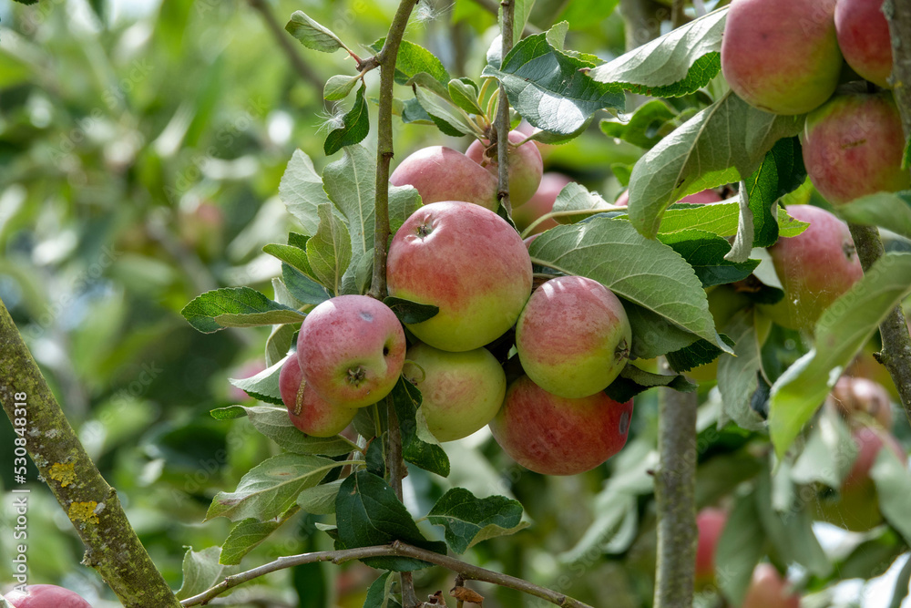 Obraz premium Malus domestica borkh rosy red apples growing on a tree
