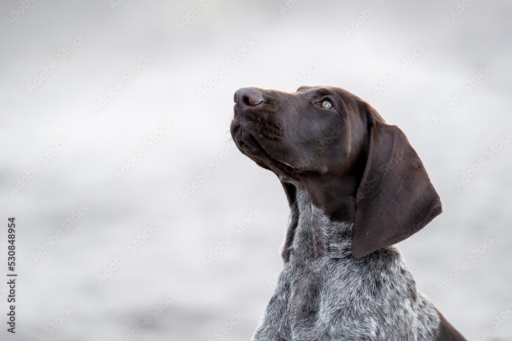Shorthaired german pointer looking up