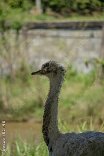 Wild animals (Beautiful Ostrich is standing).