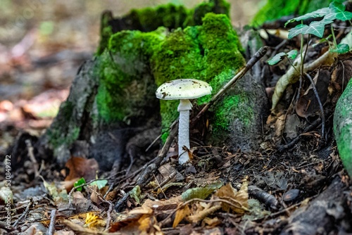 Closeup of Amanita phalloides, commonly known as the death cap.