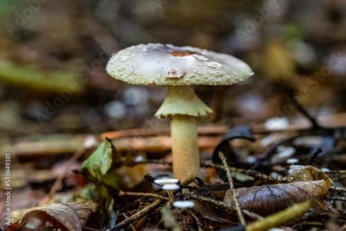 Closeup of Amanita franchetii, also known as the Franchet's amanita. photo