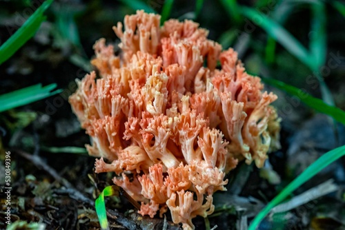 Closeup of Ramaria botrytis, commonly known as the pink-tipped coral mushroom.