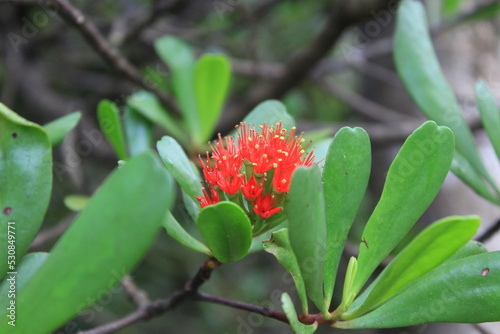 マレーシア・バコ国立公園に咲くマングローブの花