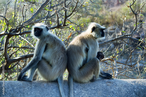 From life of Langur monkeys (Black-shanked douc (Semnopithecus hypoleucos)). Related females sit back to back, because it is better to defend and protect offspring. People use this technique in fight photo