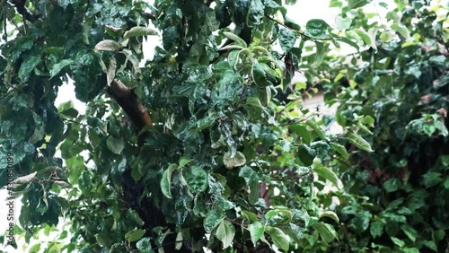 The apple tree under the raindrops. Autumn rain falls on the leaves of the tree