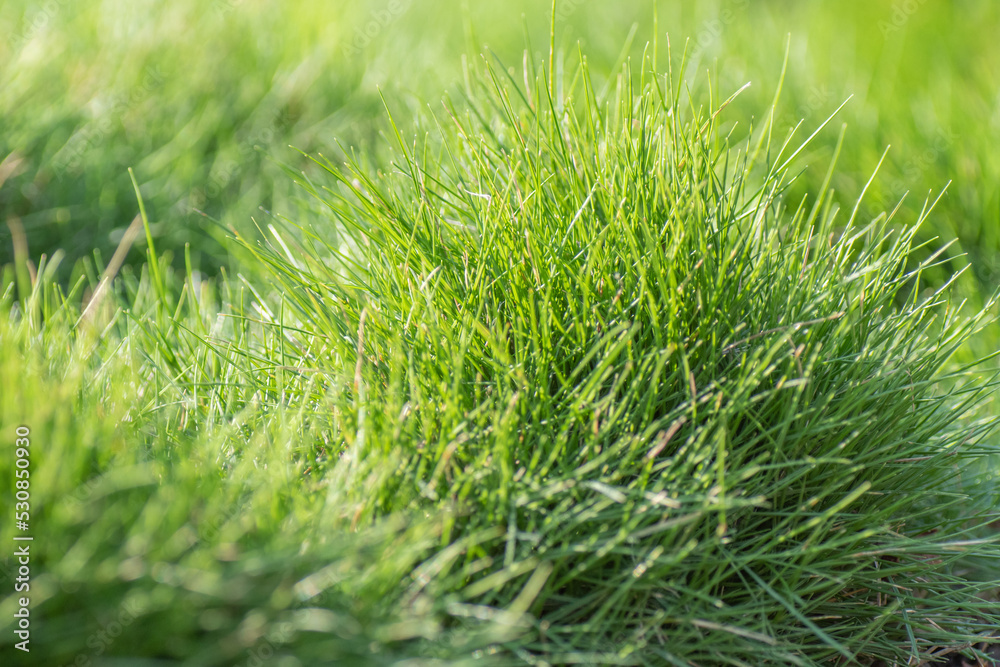 Thin blade grass growing in small clumps in the lawn. Stock Photo