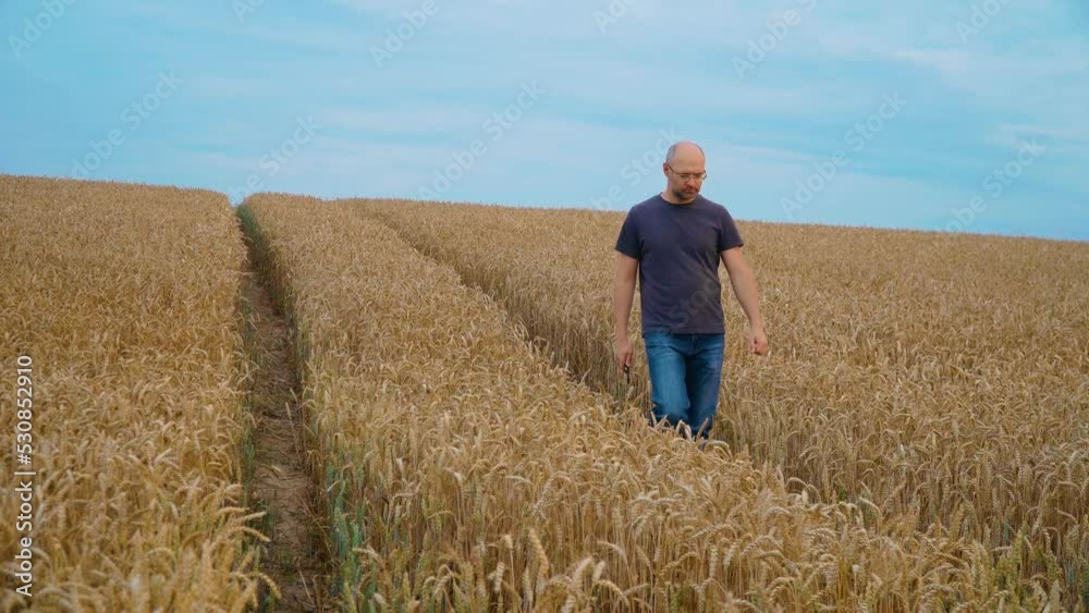 Farmer with smartphone walking through agricultural ripe wheat field. Concept of work in agronomic farm for making business and having profit from production organic food Farmer with smartphone walking through agricultural ripe wheat field. Concept of work in agronomic farm for making business and having profit from production organic food