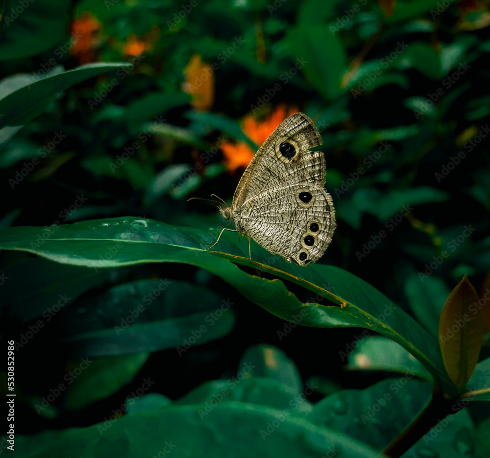 Fototapeta premium A beautiful butterfly is sitting on a leaf