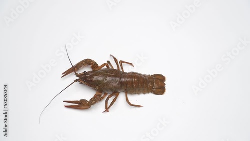 Large river crayfish crawling on a white background