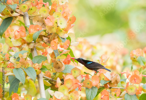 Van Hasselt’s Sunbird