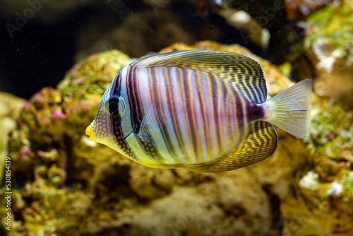 young Desjardin's sailfin tang swim in reef marine aquarium, hard to keep and demanding species for experienced aquarist require care, dark stripe popular pet in LED actinic blue low light hardscape