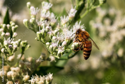 Western Honey Bee pollinator collecting nectar and pollen from white flower - Apis mellifera