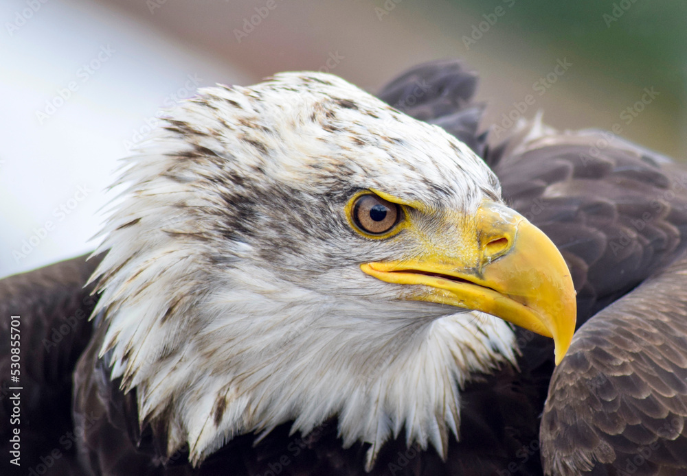 Obraz premium The bald eagle (Haliaeetus leucocephalus) is a bird of prey found in North America. Alaska, USA.