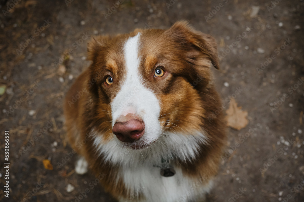Cheerful face of pet outside in summer. Beautiful young brown happy Australian Shepherd portrait close up. View from above. Aussie red tricolor. Dog begs for food with serious face and sad eyes.