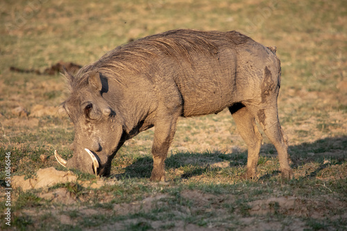 Close-up of a huge warthog eating in the savanna