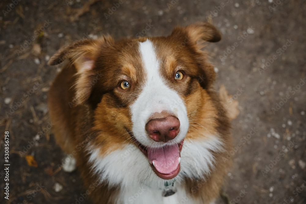 Cheerful face of pet outside in summer. Beautiful young brown happy Australian Shepherd with tongue hanging out portrait close up. View from above. Aussie red tricolor. Dog begs for food.