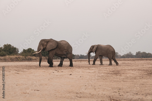 Amazing close up of huge elephants moving on the sandy banks of an African river