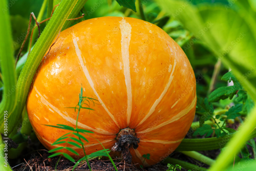 Obraz premium Yellow pumpkin grows in the garden on a sunny day
