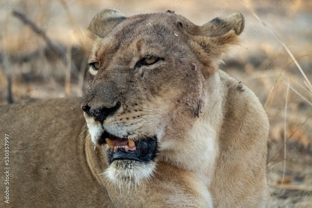 Naklejka premium Close-up of a beautiful lioness resting after hunting