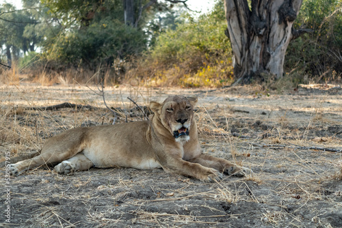 Close-up of a beautiful lioness resting after hunting