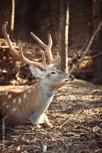 Cute spotted deer at the zoo during warm sunset. Close up.
