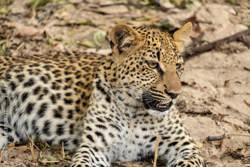 Close-up of a leopard cub resting in the bush after eating