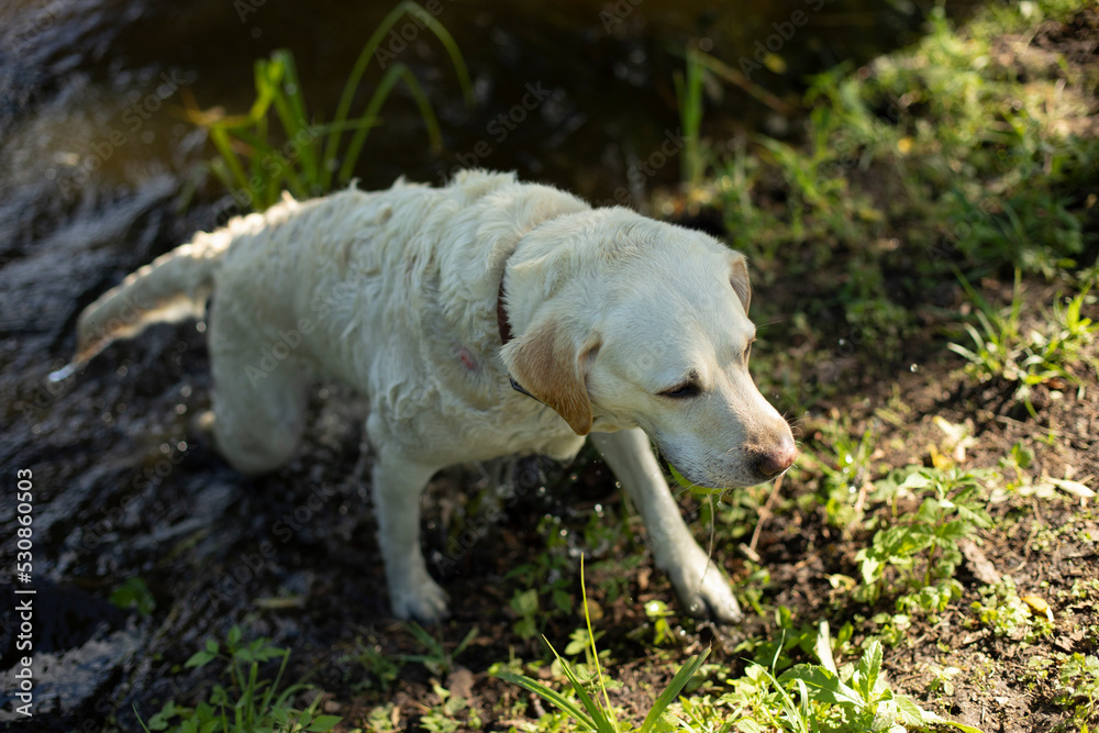 Labrador comes out of water. Dog after bathing. Live in summer. Labrador comes out of water. Dog after bathing. Live in summer.