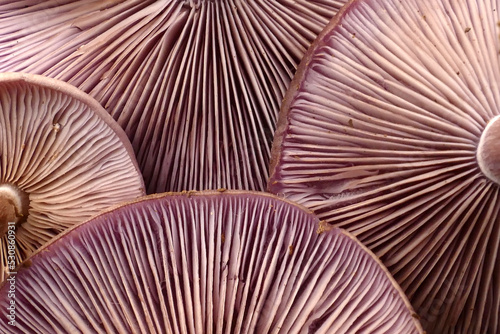 Close up of purple caps of edible mushroom (Lepista nuda)