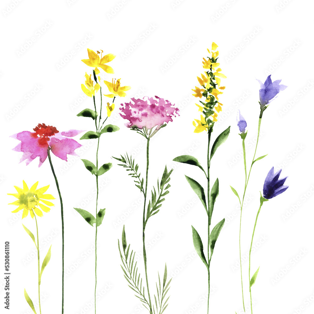 watercolor drawing green grass and wild flowers at white background, hand drawn illustration