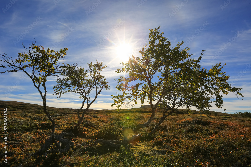 Autumn in Forollhogna National Park, Norway